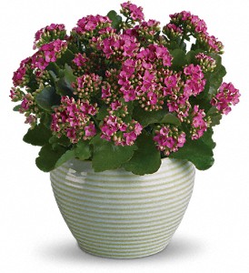 Bountiful Kalanchoe in Kentwood LA, Glenda's Flowers & Gifts, LLC