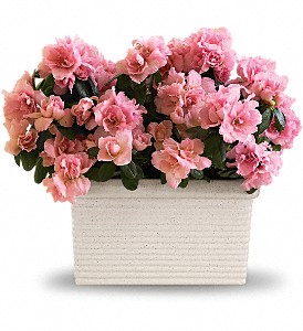 Sweet Azalea Delight in Kentwood LA, Glenda's Flowers & Gifts, LLC