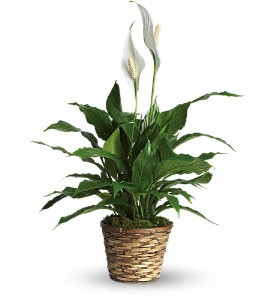 Simply Elegant Spathiphyllum - Small in Kentwood LA, Glenda's Flowers & Gifts, LLC