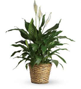 Simply Elegant Spathiphyllum - Medium in Kentwood LA, Glenda's Flowers & Gifts, LLC