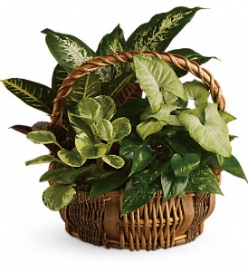 Emerald Garden Basket in Kentwood LA, Glenda's Flowers & Gifts, LLC