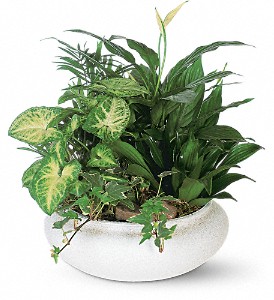 Medium Dish Garden in Kentwood LA, Glenda's Flowers & Gifts, LLC