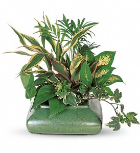 Small Garden Dish in Kentwood LA, Glenda's Flowers & Gifts, LLC