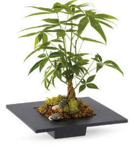 Money Tree in Kentwood LA, Glenda's Flowers & Gifts, LLC