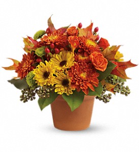 Sugar Maples in Kentwood LA, Glenda's Flowers & Gifts, LLC
