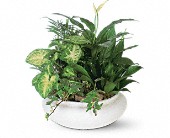 Medium Dish Garden in Kentwood, Louisiana, Glenda's Flowers & Gifts, LLC